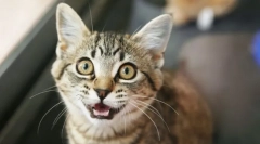 Ako pochopiť mačku